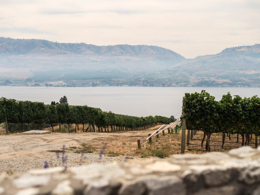 Lake Country vineyard overlooking Okanagan Lake with mountains in the background